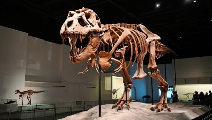 dinosauri record