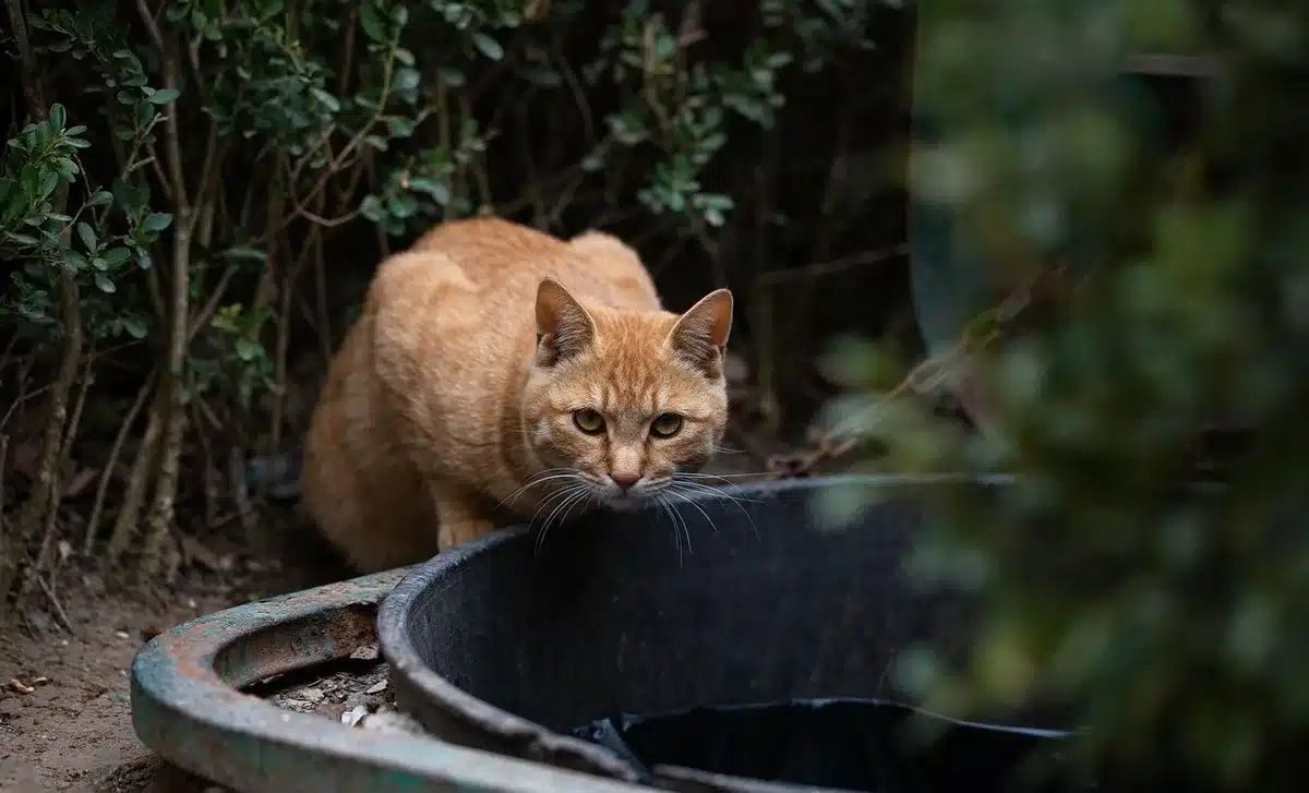Proiezione video all'aperto in giardino storico con pubblico