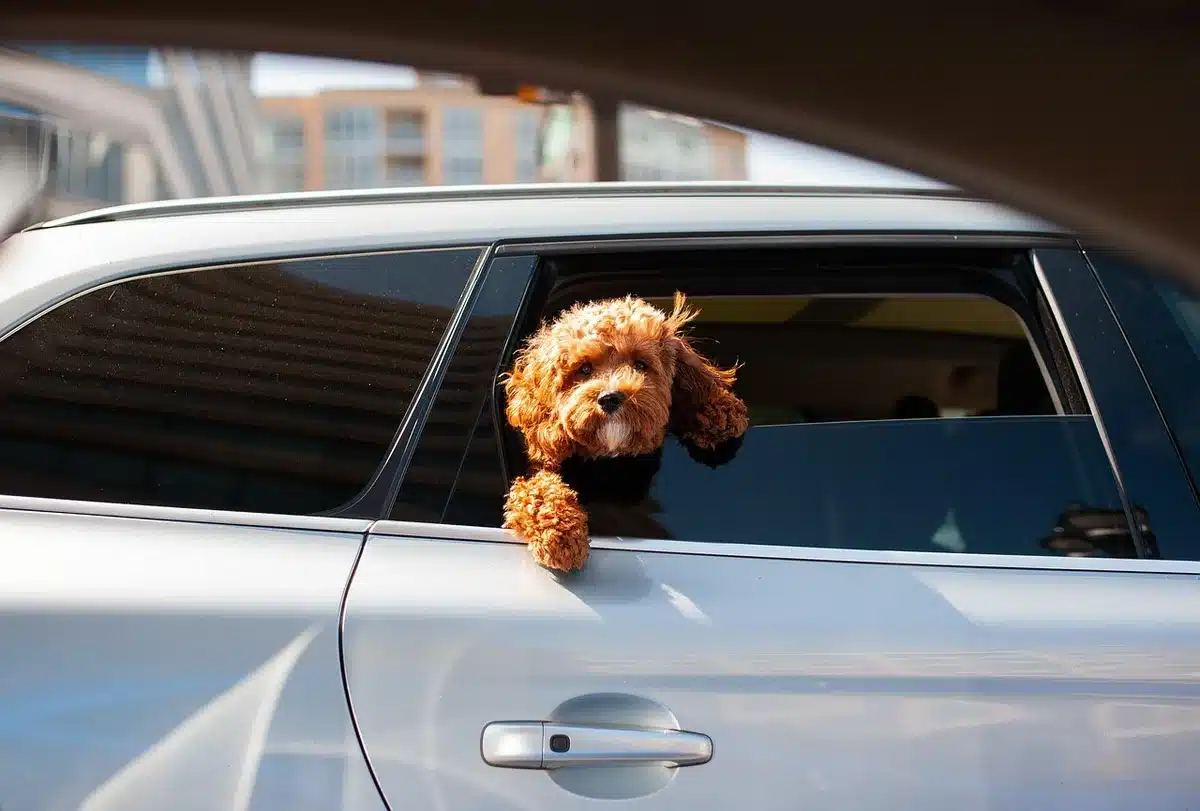 Vetro blindato danneggiato di un'auto di scorta