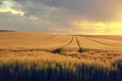 Campo di grano al tramonto con figura anonima e cassetta con pane in primo piano